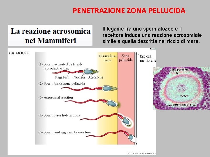 PENETRAZIONE ZONA PELLUCIDA Il legame fra uno spermatozoo e il recettore induce una reazione