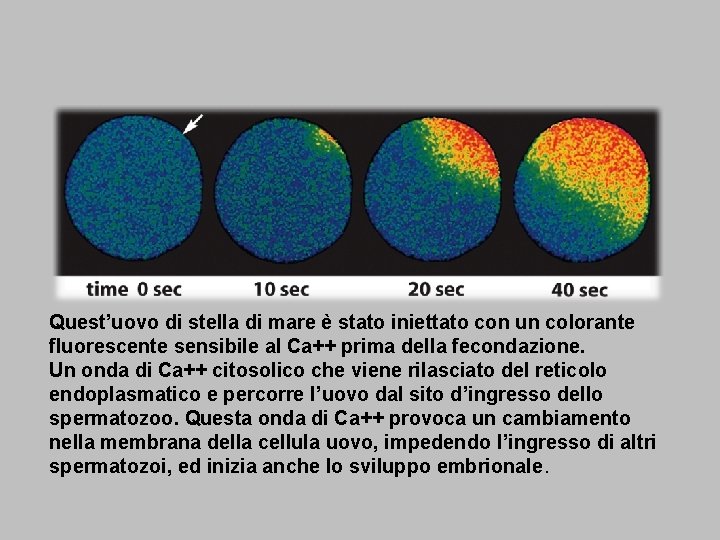 Quest’uovo di stella di mare è stato iniettato con un colorante fluorescente sensibile al