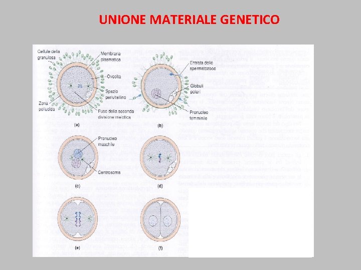 UNIONE MATERIALE GENETICO 