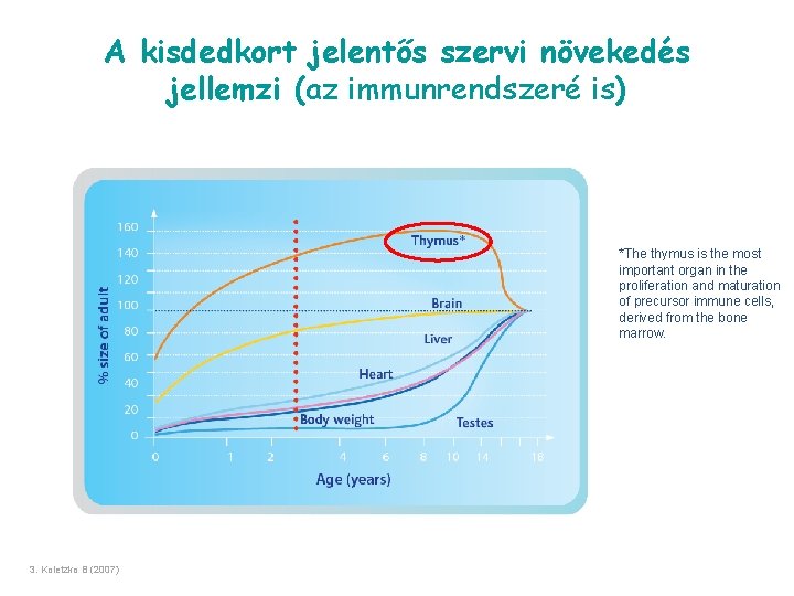 A kisdedkort jelentős szervi növekedés jellemzi (az immunrendszeré is) *The thymus is the most