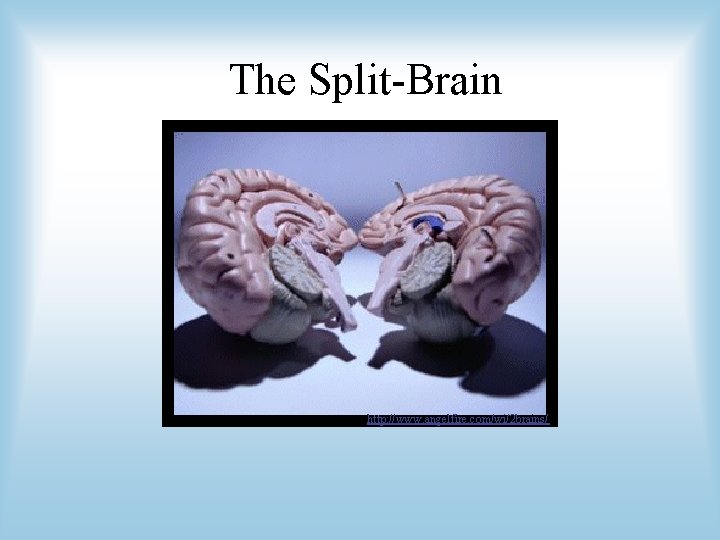 The Split-Brain http: //www. angelfire. com/wi/2 brains/ 