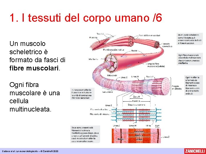 1. I tessuti del corpo umano /6 Un muscolo scheletrico è formato da fasci