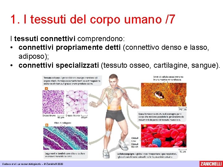 1. I tessuti del corpo umano /7 I tessuti connettivi comprendono: • connettivi propriamente