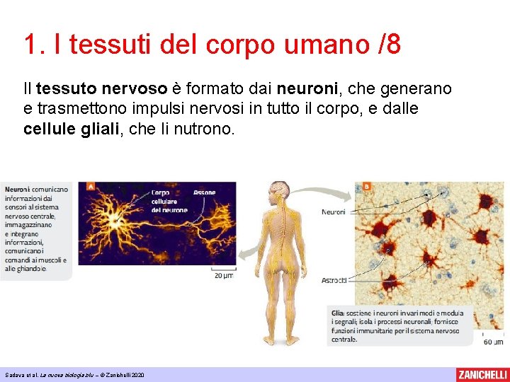 1. I tessuti del corpo umano /8 Il tessuto nervoso è formato dai neuroni,