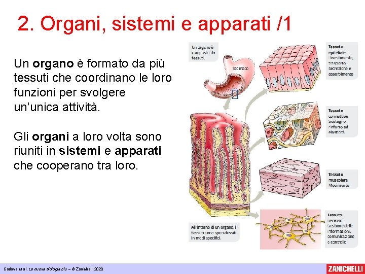2. Organi, sistemi e apparati /1 Un organo è formato da più tessuti che