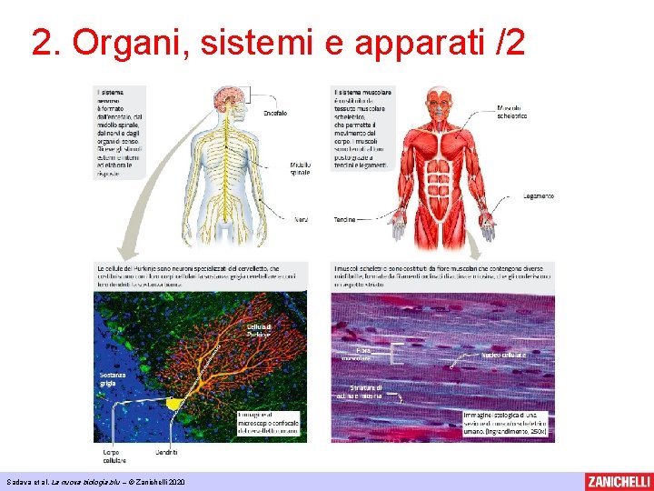2. Organi, sistemi e apparati /2 Sadava et al, La nuova biologia. blu –