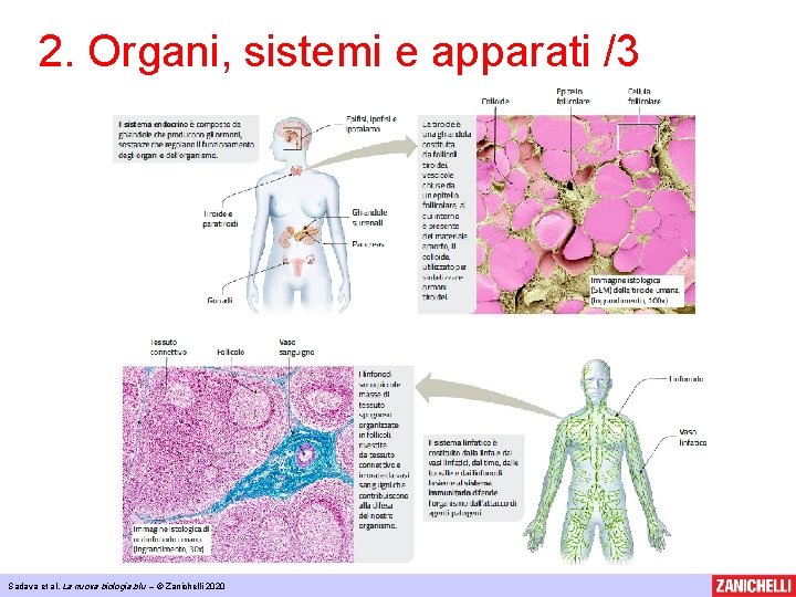 2. Organi, sistemi e apparati /3 Sadava et al, La nuova biologia. blu –