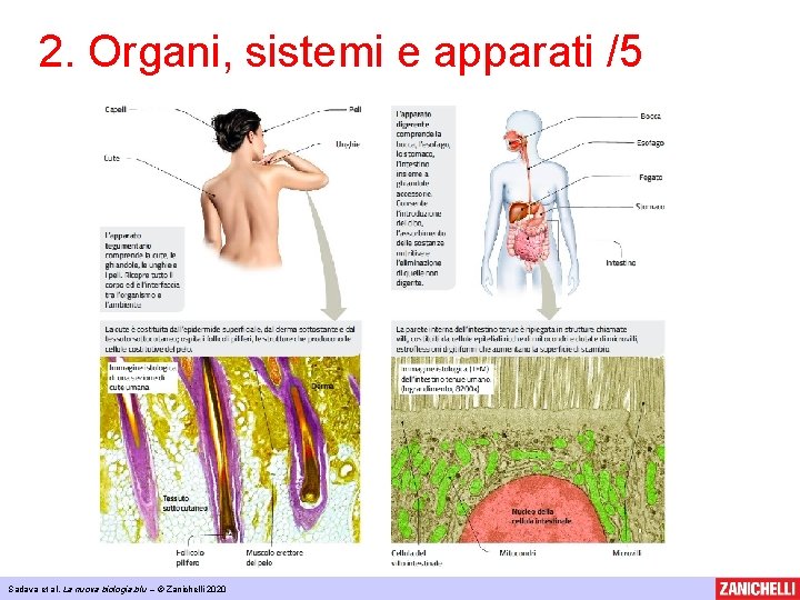 2. Organi, sistemi e apparati /5 Sadava et al, La nuova biologia. blu –