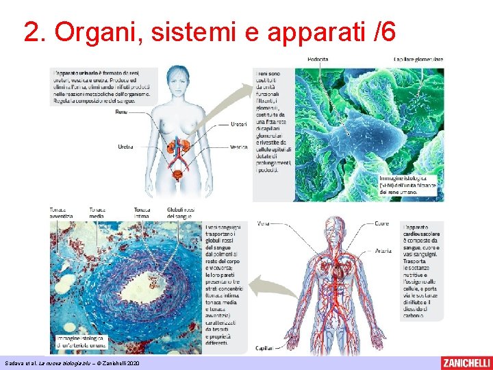 2. Organi, sistemi e apparati /6 Sadava et al, La nuova biologia. blu –