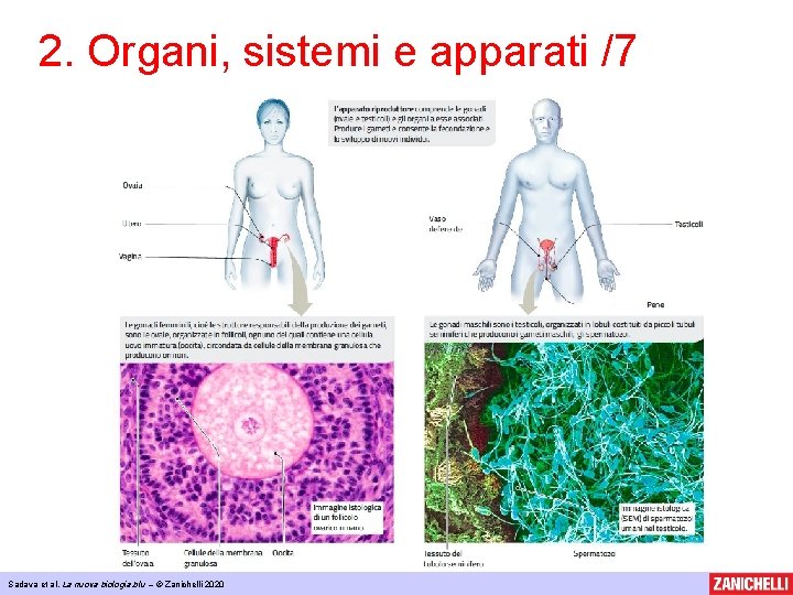 2. Organi, sistemi e apparati /7 Sadava et al, La nuova biologia. blu –