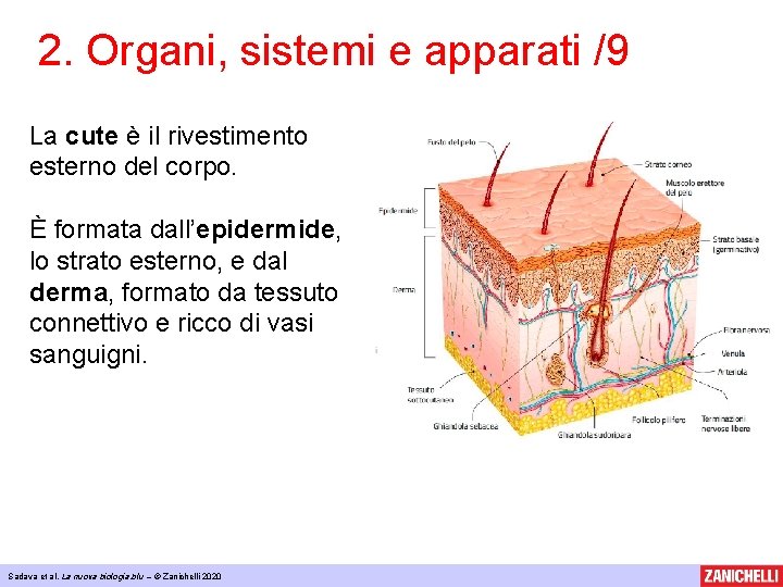 2. Organi, sistemi e apparati /9 La cute è il rivestimento esterno del corpo.