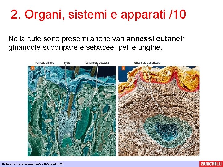 2. Organi, sistemi e apparati /10 Nella cute sono presenti anche vari annessi cutanei: