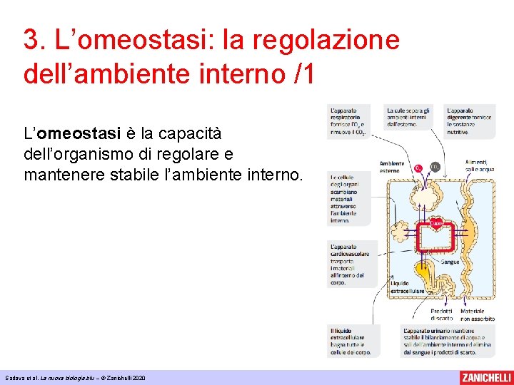 3. L’omeostasi: la regolazione dell’ambiente interno /1 L’omeostasi è la capacità dell’organismo di regolare