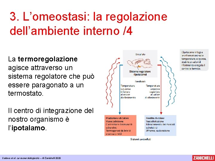 3. L’omeostasi: la regolazione dell’ambiente interno /4 La termoregolazione agisce attraverso un sistema regolatore