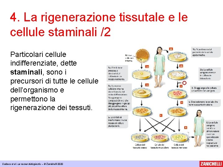 4. La rigenerazione tissutale e le cellule staminali /2 Particolari cellule indifferenziate, dette staminali,