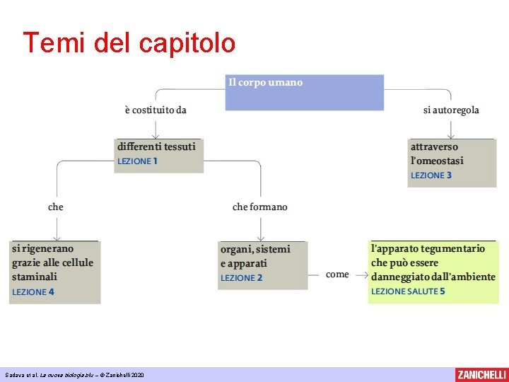 Temi del capitolo Sadava et al, La nuova biologia. blu – © Zanichelli 2020