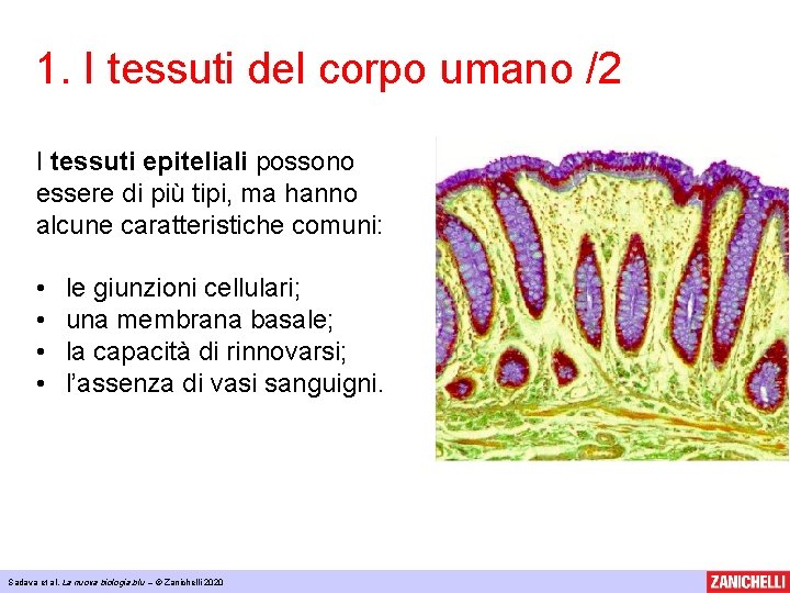 1. I tessuti del corpo umano /2 I tessuti epiteliali possono essere di più