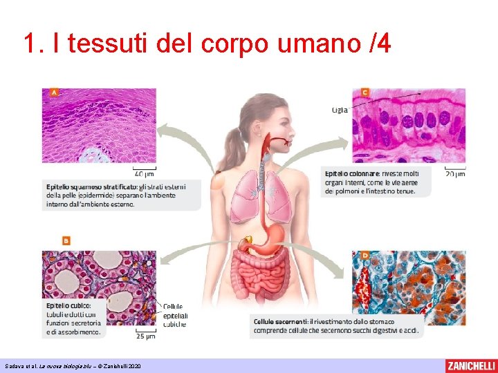 1. I tessuti del corpo umano /4 Sadava et al, La nuova biologia. blu