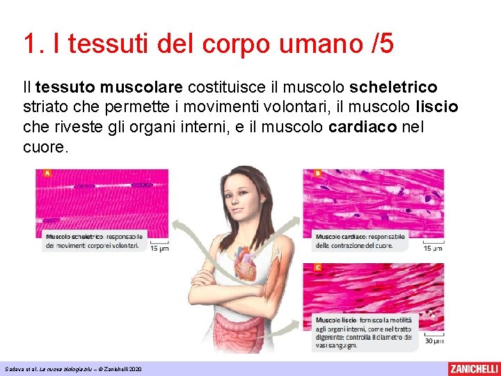 1. I tessuti del corpo umano /5 Il tessuto muscolare costituisce il muscolo scheletrico