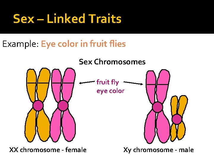 Sex – Linked Traits Example: Eye color in fruit flies Sex Chromosomes fruit fly