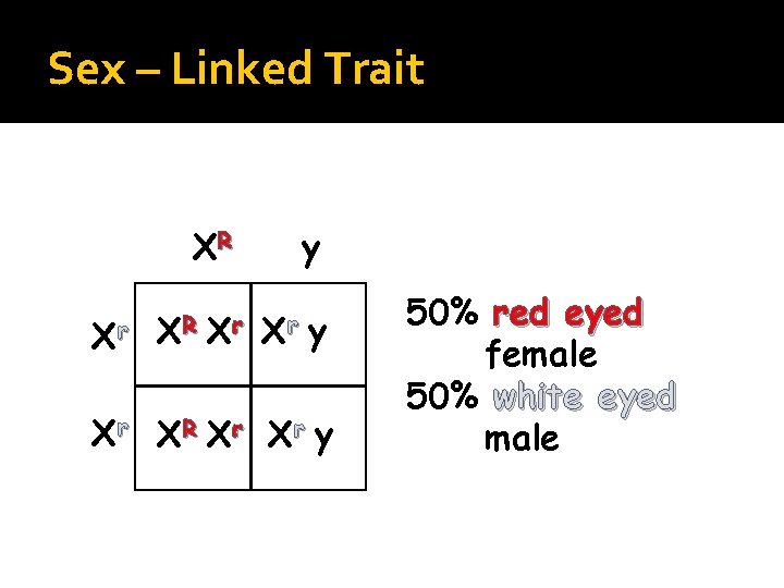 Sex – Linked Trait XR Xr y Xr XR Xr Xr y 50% red