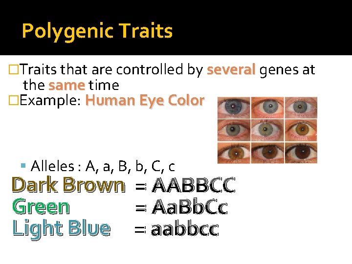 Polygenic Traits �Traits that are controlled by several genes at the same time �Example: