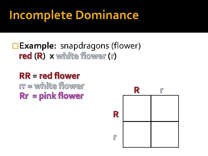 Incomplete Dominance �Example: snapdragons (flower) red (R) x white flower (r) RR = red