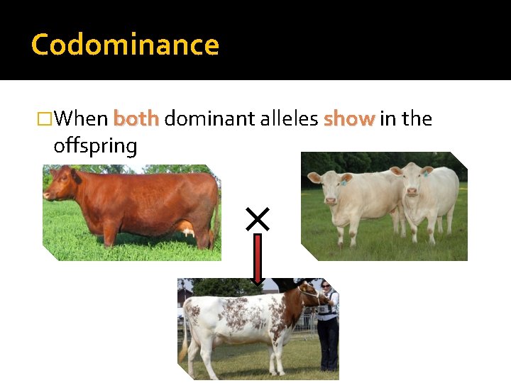 Codominance �When both dominant alleles show in the offspring 