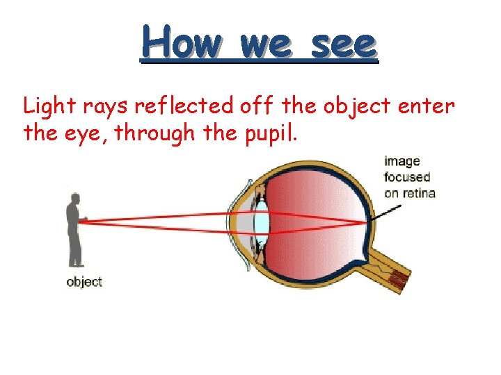 How we see Light rays reflected off the object enter the eye, through the