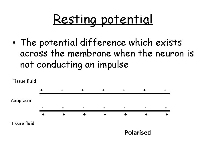 Resting potential • The potential difference which exists across the membrane when the neuron