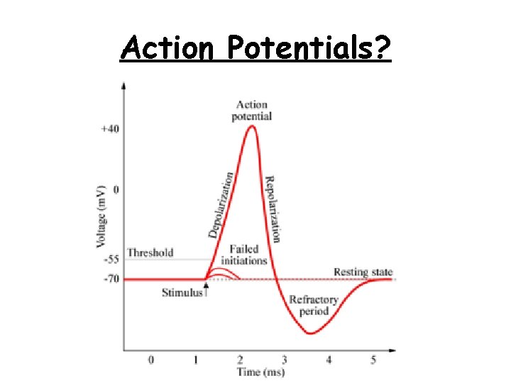 Action Potentials? 