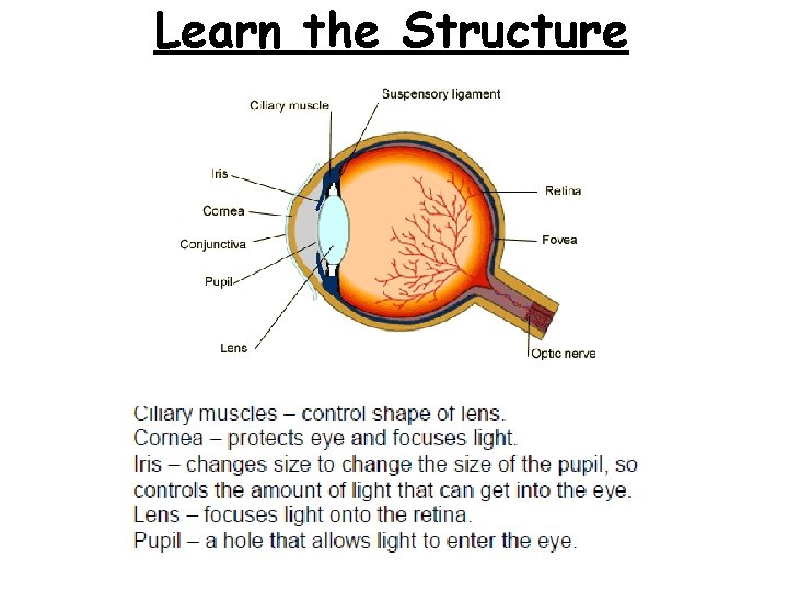 Learn the Structure 