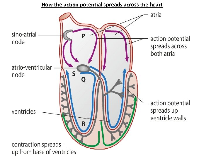 How the action potential spreads across the heart 
