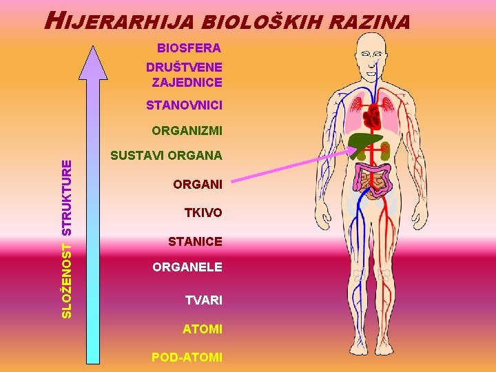 HIJERARHIJA BIOLOŠKIH RAZINA BIOSFERA DRUŠTVENE ZAJEDNICE STANOVNICI SLOŽENOST STRUKTURE ORGANIZMI SUSTAVI ORGANA ORGANI TKIVO