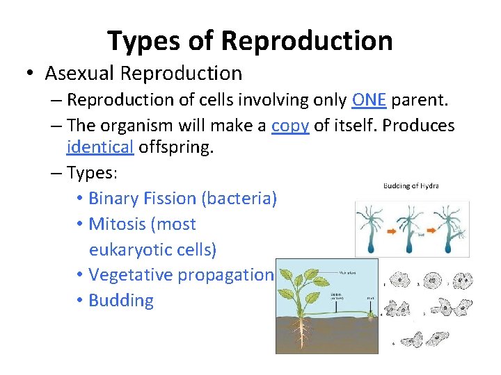 Types of Reproduction • Asexual Reproduction – Reproduction of cells involving only ONE parent.