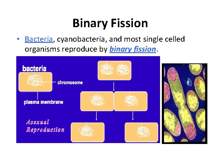 Binary Fission • Bacteria, cyanobacteria, and most single celled organisms reproduce by binary fission.