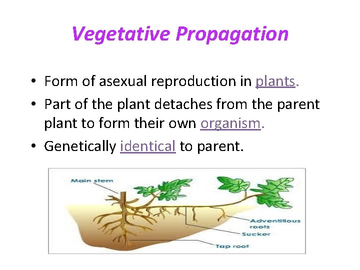 Vegetative Propagation • Form of asexual reproduction in plants. • Part of the plant