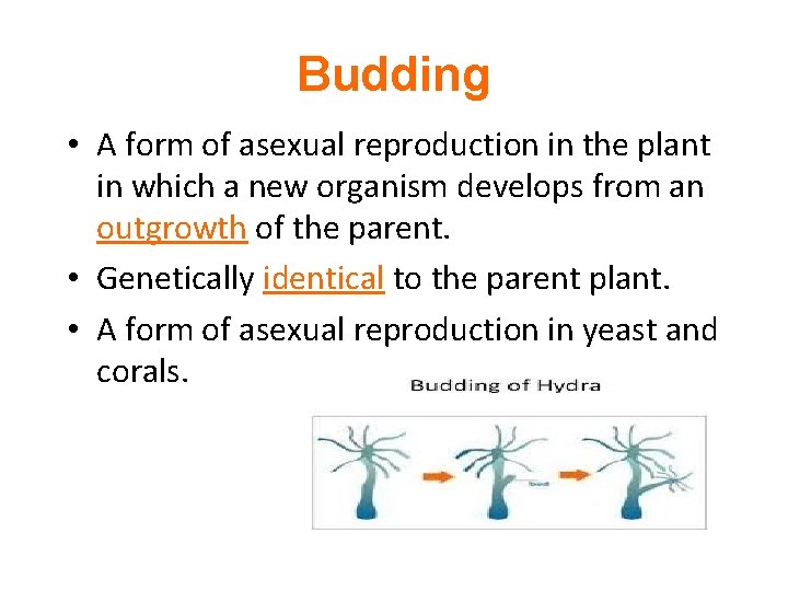 Budding • A form of asexual reproduction in the plant in which a new
