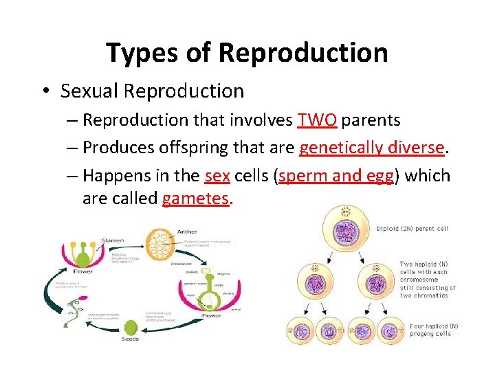 Types of Reproduction • Sexual Reproduction – Reproduction that involves TWO parents – Produces