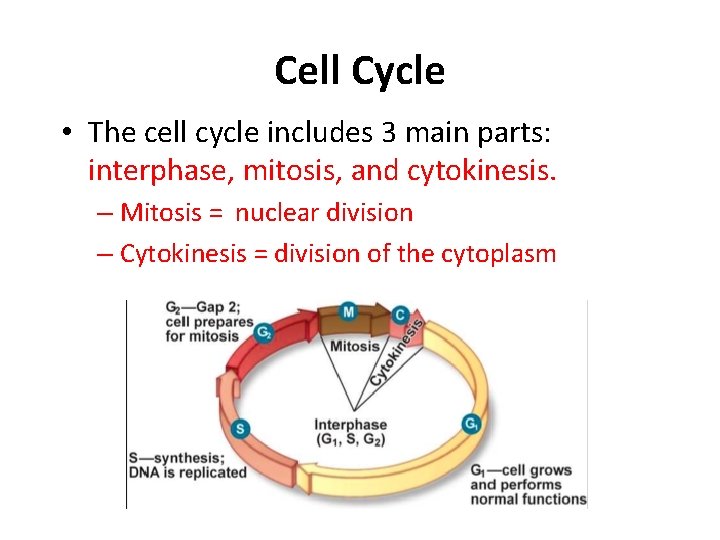 Cell Cycle • The cell cycle includes 3 main parts: interphase, mitosis, and cytokinesis.