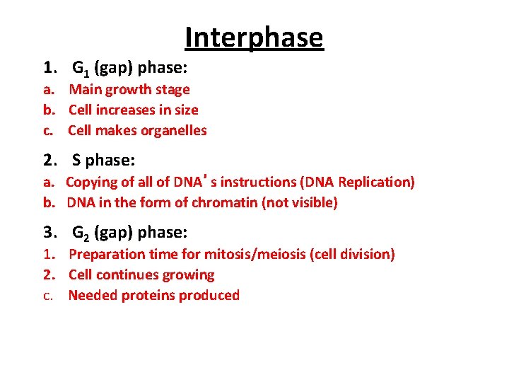 Interphase 1. G 1 (gap) phase: a. Main growth stage b. Cell increases in