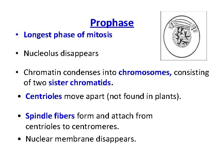 Prophase • Longest phase of mitosis • Nucleolus disappears • Chromatin condenses into chromosomes,