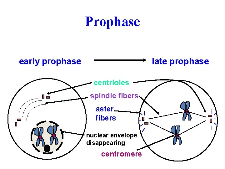 Prophase late prophase early prophase centrioles spindle fibers aster fibers nuclear envelope disappearing centromere