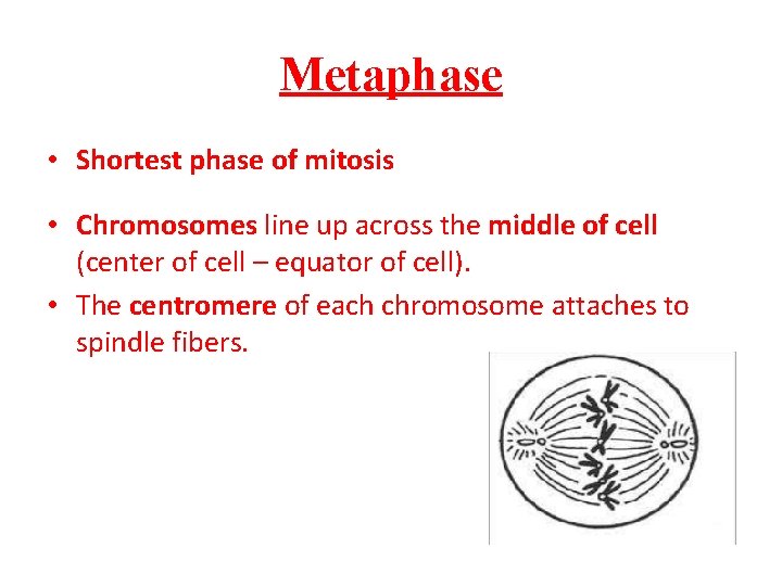 Metaphase • Shortest phase of mitosis • Chromosomes line up across the middle of