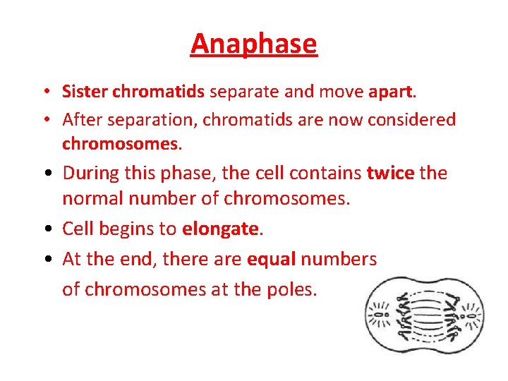 Anaphase • Sister chromatids separate and move apart. • After separation, chromatids are now