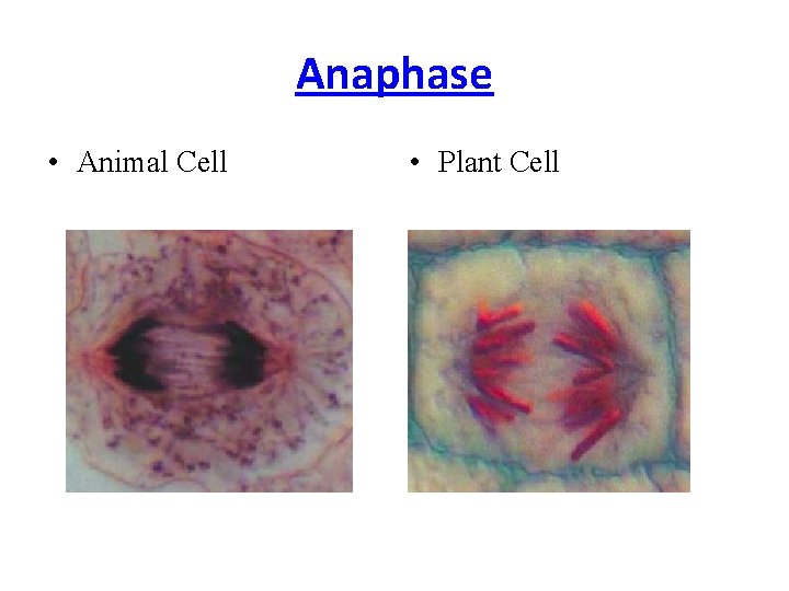 Anaphase • Animal Cell • Plant Cell 