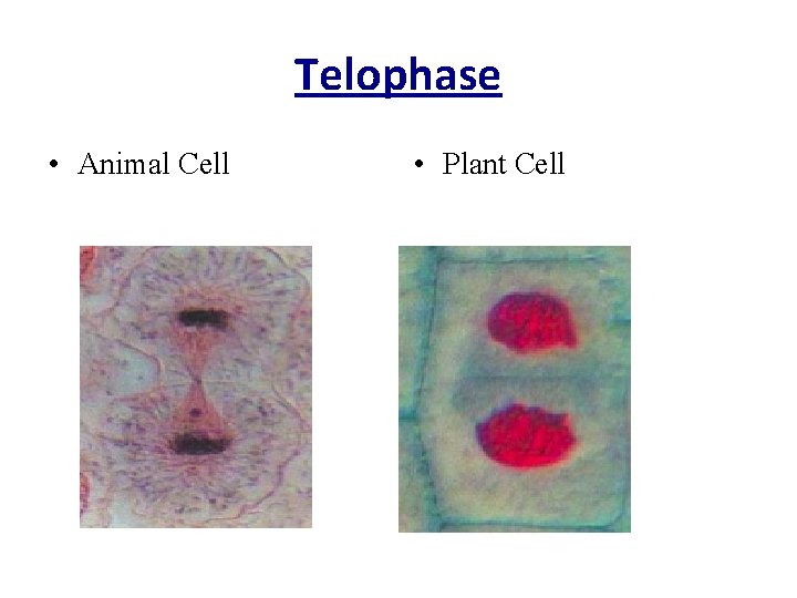 Telophase • Animal Cell • Plant Cell 