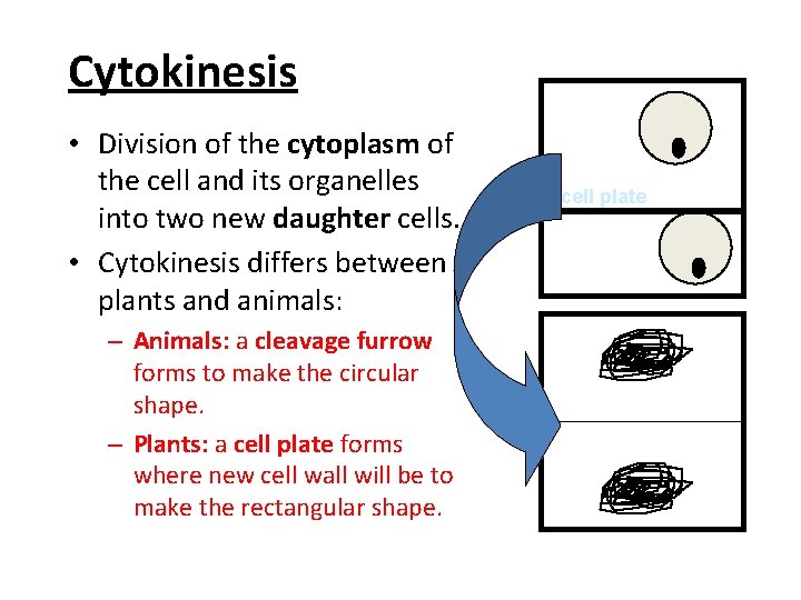 Cytokinesis • Division of the cytoplasm of the cell and its organelles into two