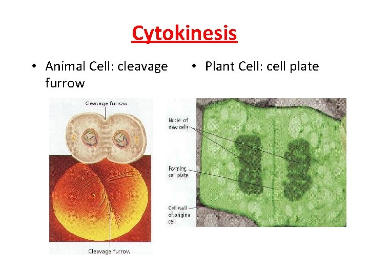 Cytokinesis • Animal Cell: cleavage furrow • Plant Cell: cell plate 