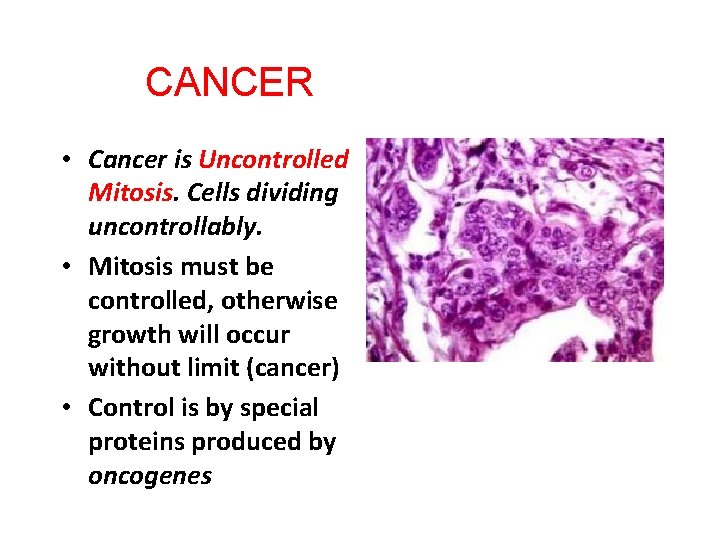 CANCER • Cancer is Uncontrolled Mitosis. Cells dividing uncontrollably. • Mitosis must be controlled,